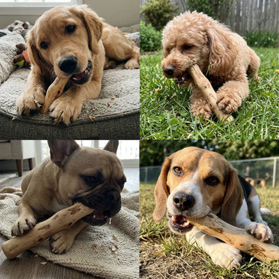 ROASTBONE® COFFEE WOOD CHEW
