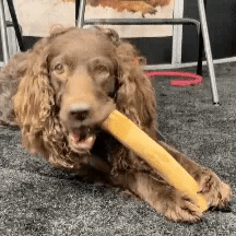 ROASTBONE® COFFEE WOOD CHEW